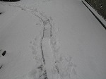 雪の上にsuitcaseの跡……(1)